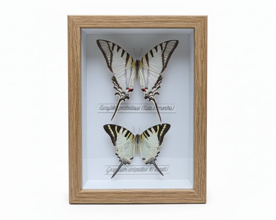 Eurytides protesilaus en Graphium antiphates vlinders in kader - Opgezette Werelden