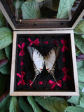 Eurytides protesilaus Great Kite - Swallowtail vlinder in opbergkader met zwart kant en rode strikjes - Opgezette Werelden