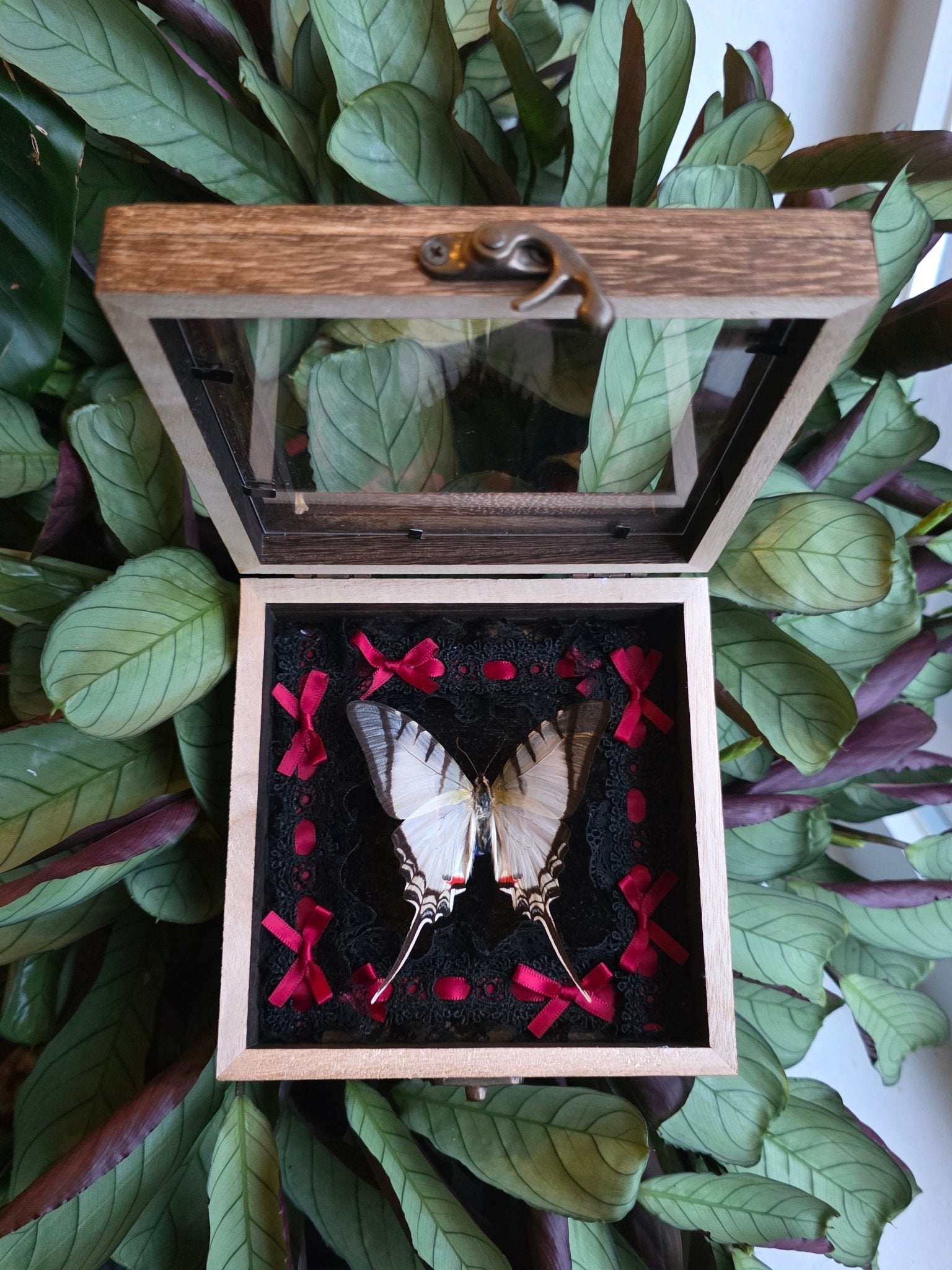 Eurytides protesilaus Great Kite - Swallowtail vlinder in opbergkader met zwart kant en rode strikjes - Opgezette Werelden