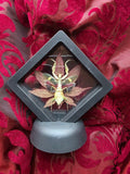 Gemmatus creobroter bidsprinkhaan in floating frame met rood groen esdoorn blad - Opgezette Werelden