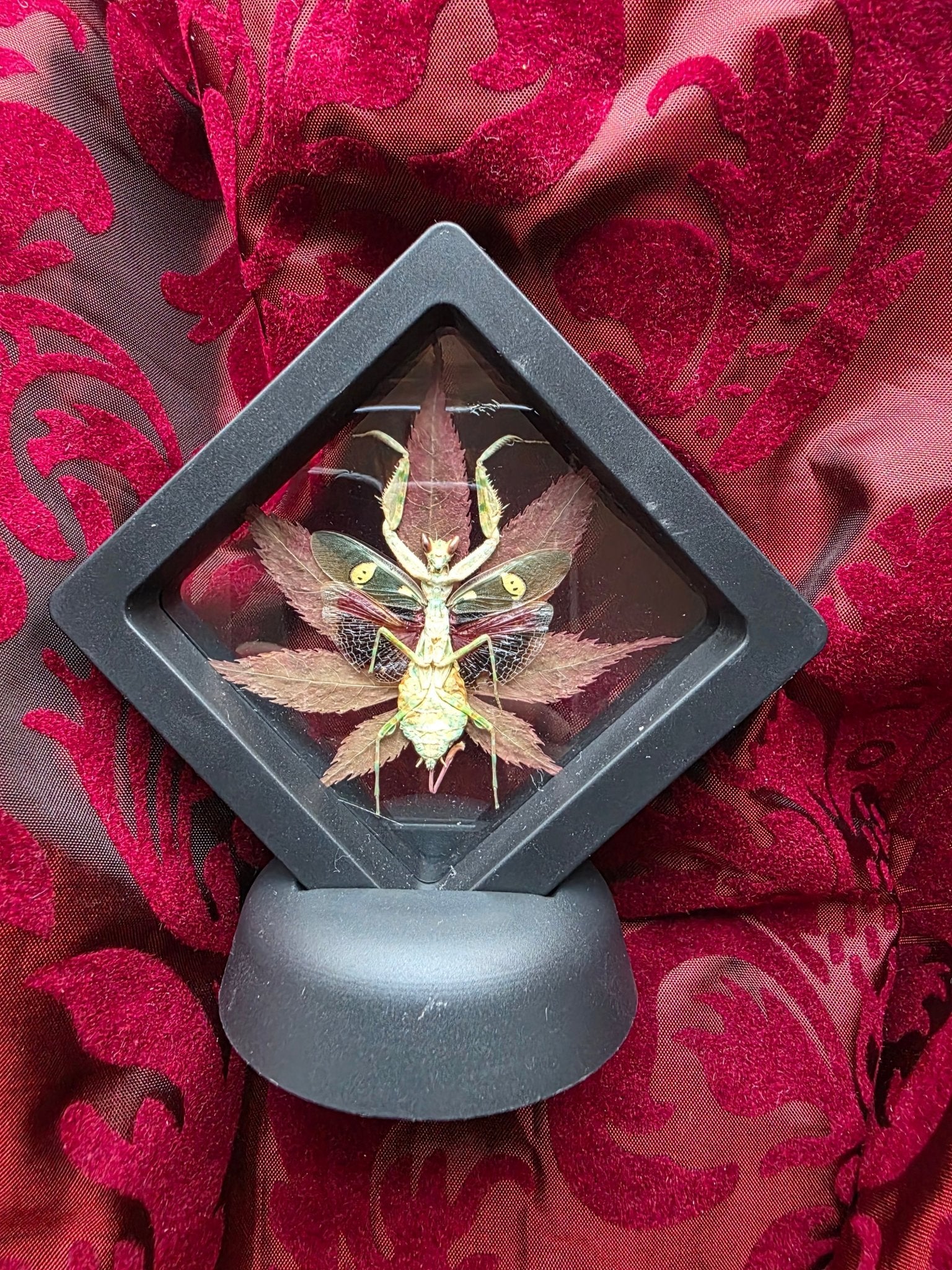 Gemmatus creobroter bidsprinkhaan in floating frame met rood groen esdoorn blad - Opgezette Werelden