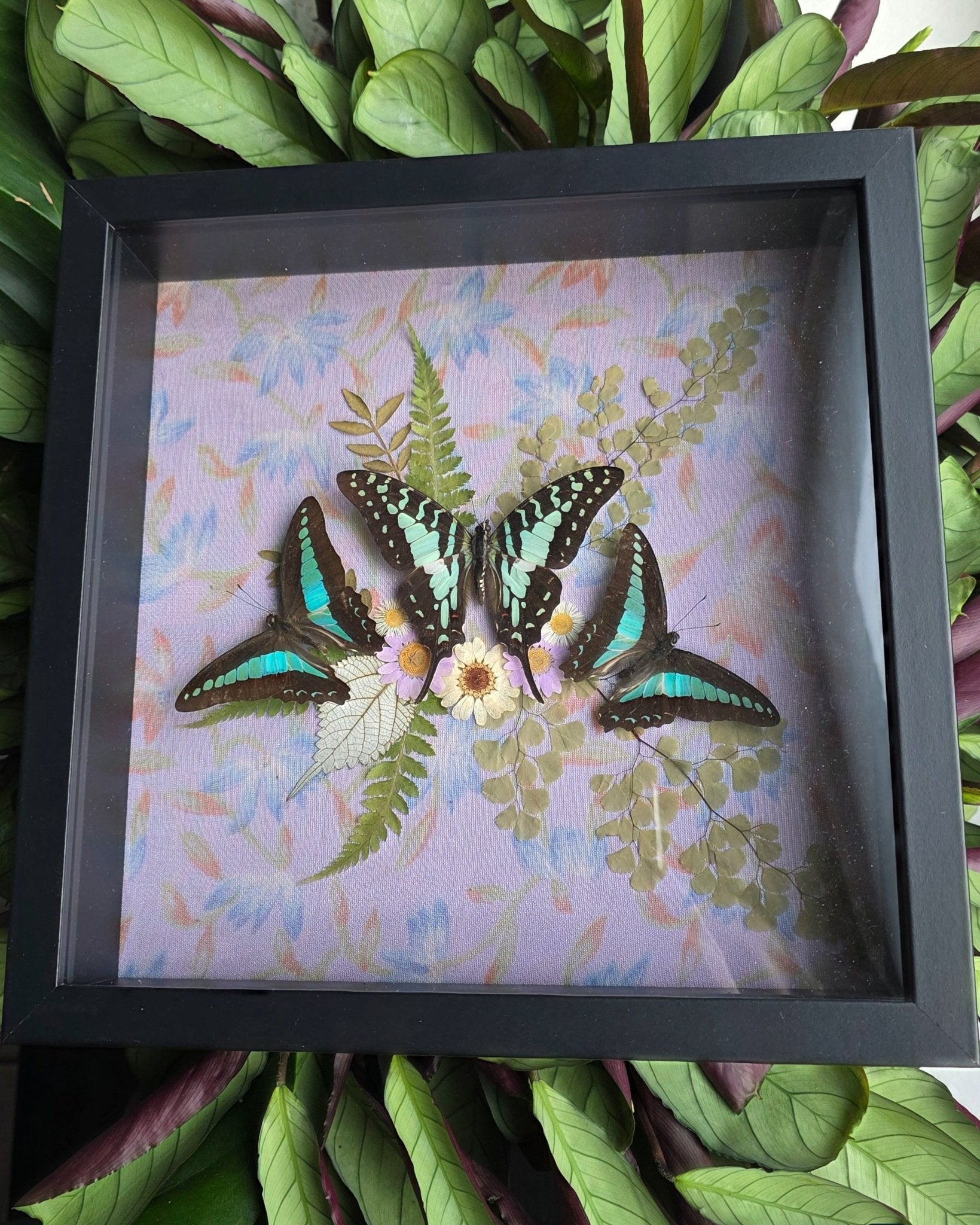 Graphium policenes en twee Graphium sarpedon vlinders in kader met gedroogde bloemen - Opgezette Werelden