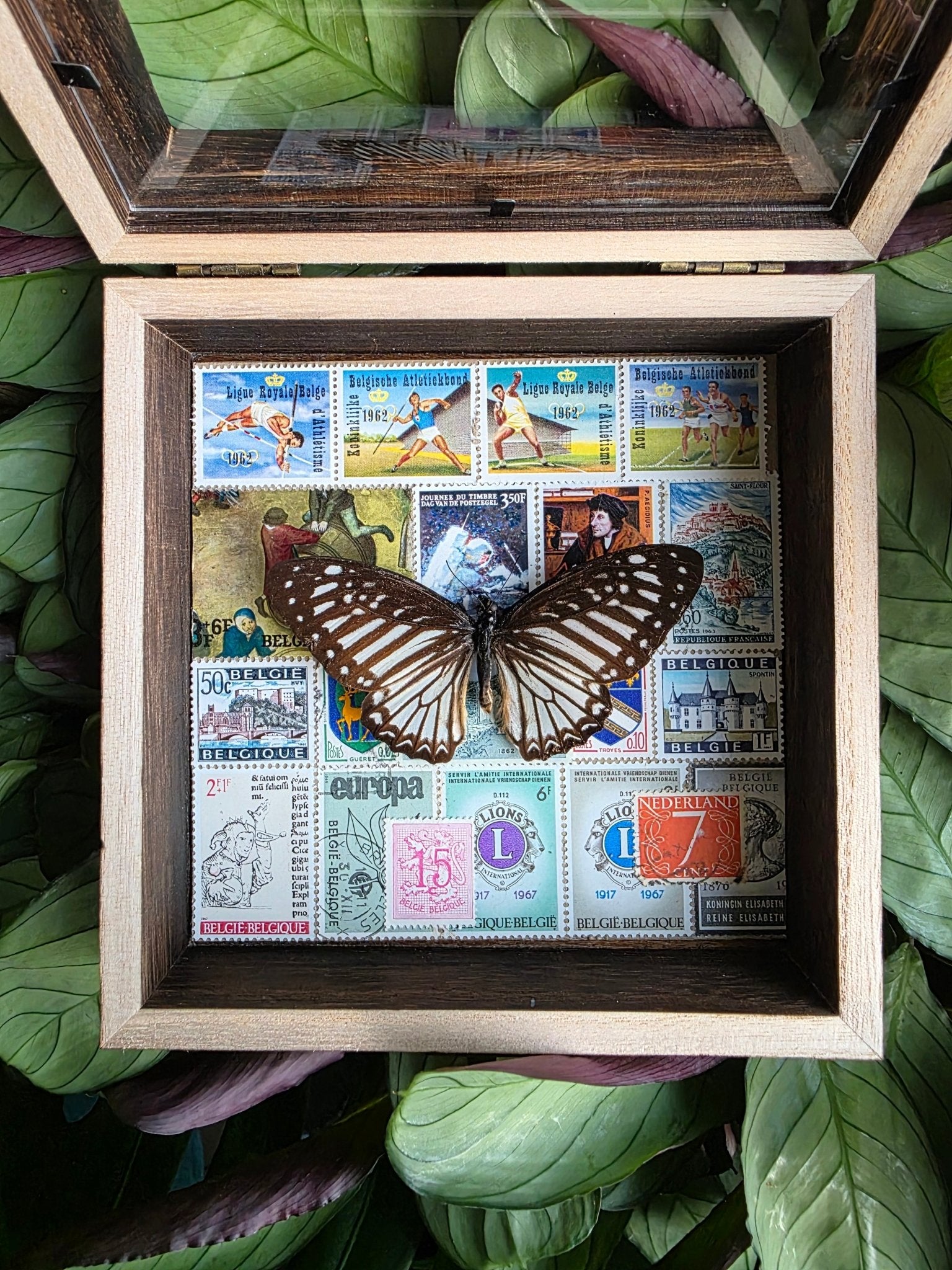 Graphium ramaceus vlinder in opbergkader bekleed met postzegels - Opgezette Werelden