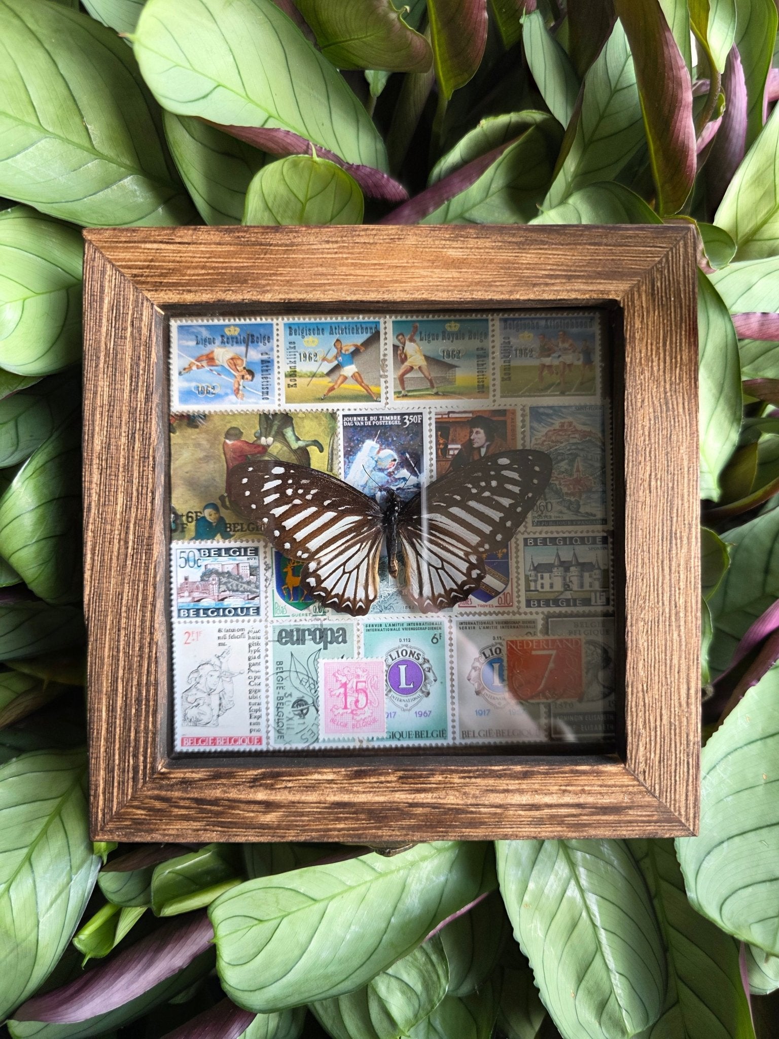 Graphium ramaceus vlinder in opbergkader bekleed met postzegels - Opgezette Werelden