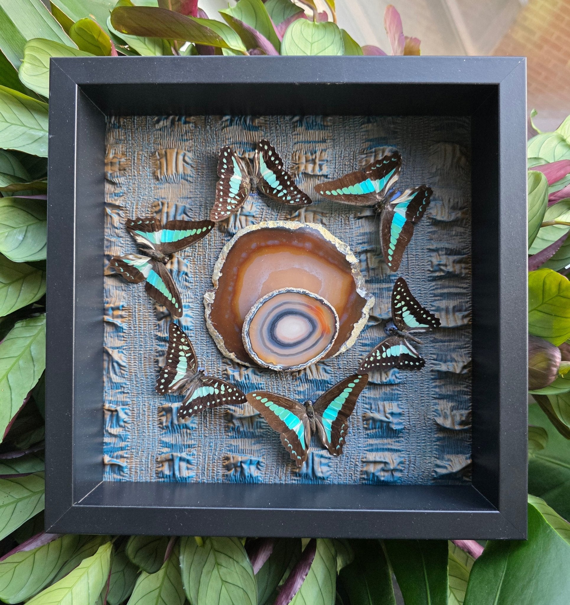 Graphium sarpedon en Graphium evemon vlinders in kader met agaat schijven - Opgezette Werelden