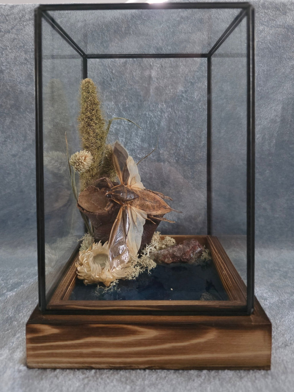 Lethocerus indicus (Reuzenwaterwants) – Botanische Stolp met Vijverscène - Opgezette Werelden