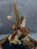 Lethocerus indicus (Reuzenwaterwants) – Botanische Stolp met Vijverscène - Opgezette Werelden