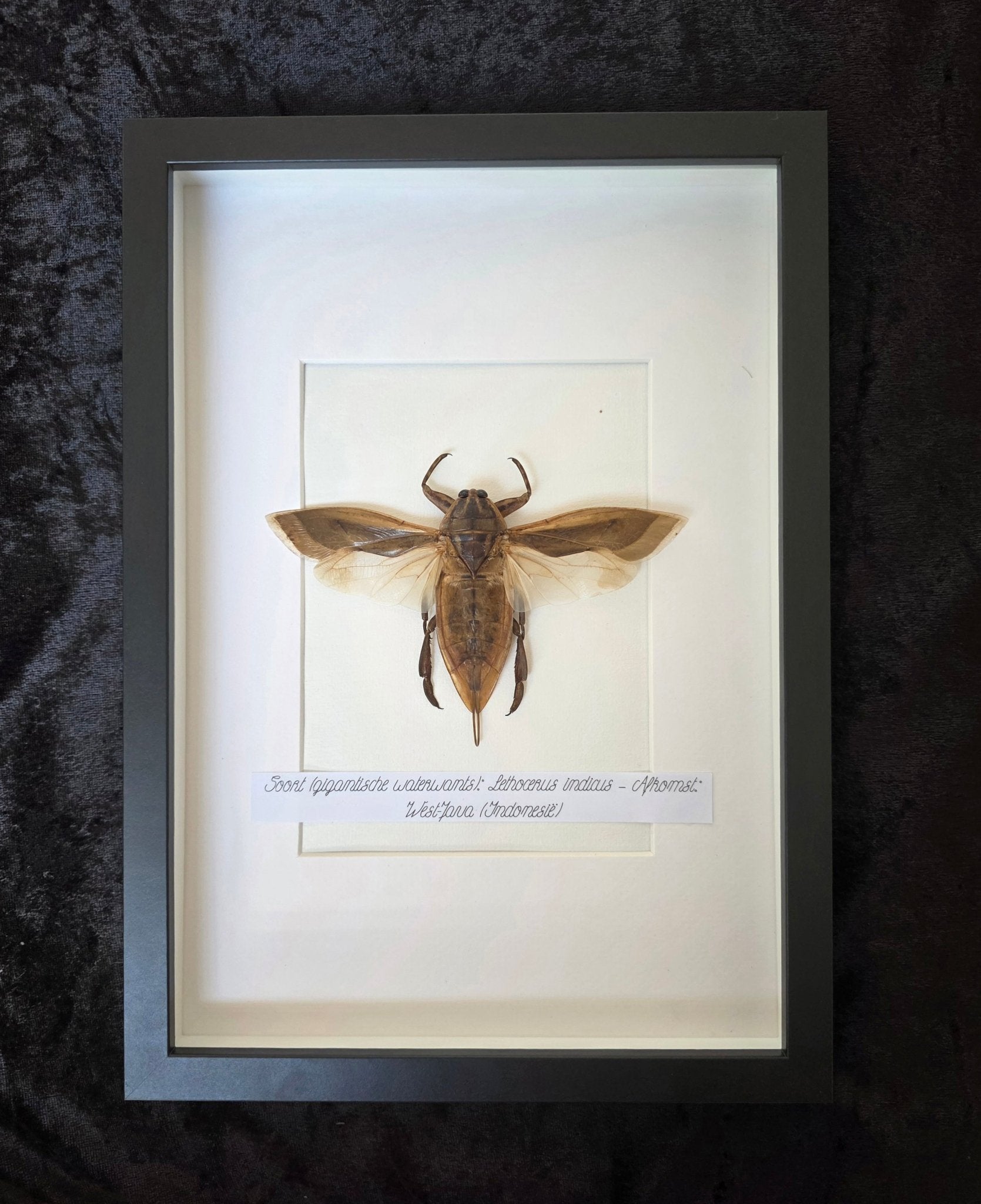 Lethocerus indicus (Reuzenwaterwants) – Minimalistisch Kader - Opgezette Werelden