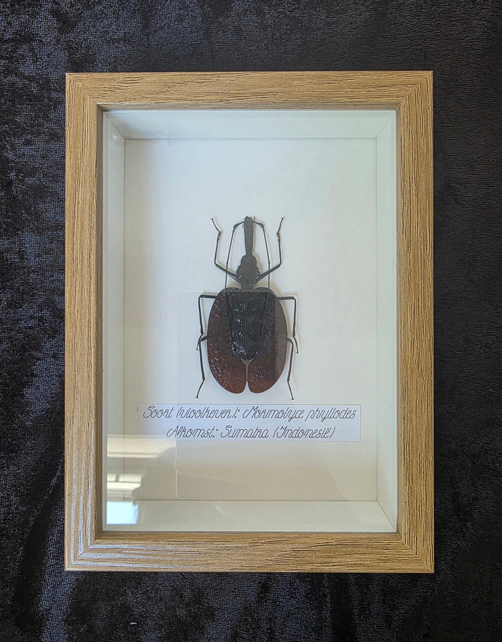 Mormolyce phyllodes (Vioolkever) – Lichtbruine Kader met Witte Achtergrond - Opgezette Werelden