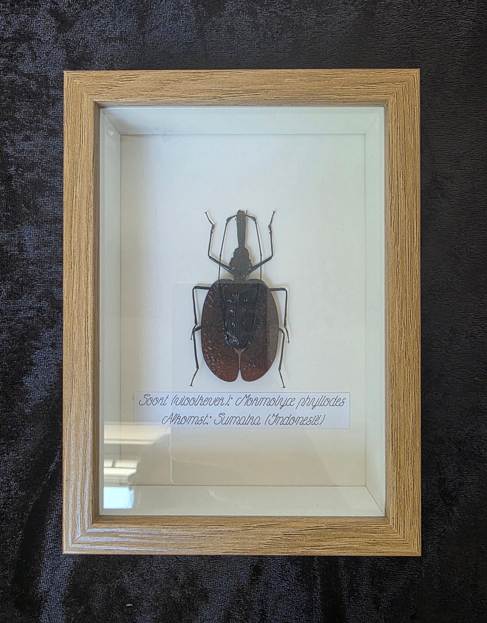 Mormolyce phyllodes (Vioolkever) – Lichtbruine Kader met Witte Achtergrond - Opgezette Werelden