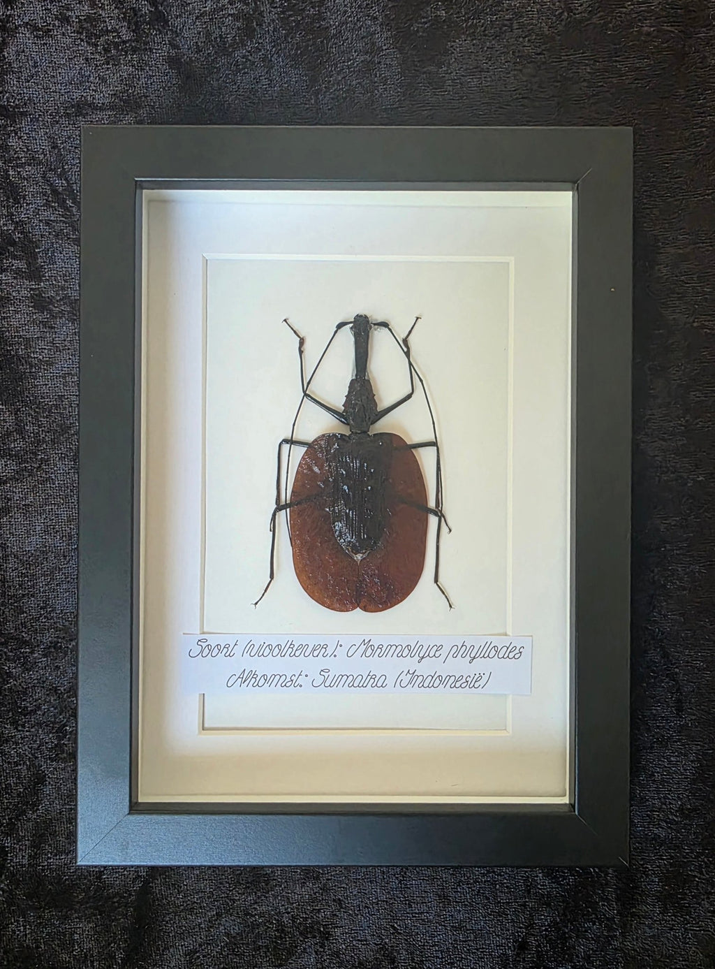 Mormolyce phyllodes (Vioolkever) – Zwarte Kader met Witte Achtergrond - Opgezette Werelden