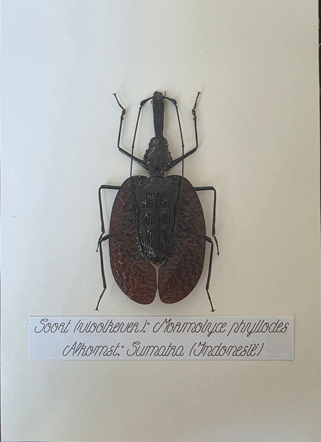 Mormolyce phyllodes (Vioolkever) – Zwarte Kader met Witte Achtergrond - Opgezette Werelden