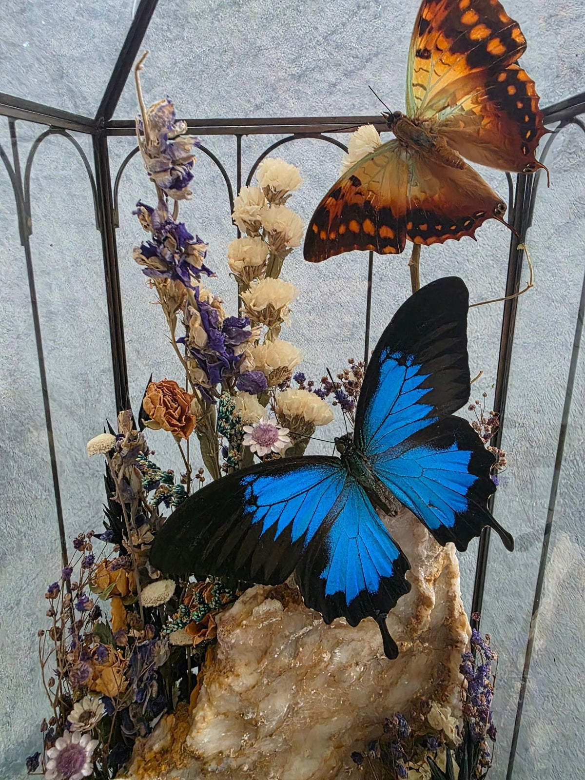 Opgezette vlinders in kasvormig glazen huisje – Charaxes candiope & Papilio ulysses - Opgezette Werelden