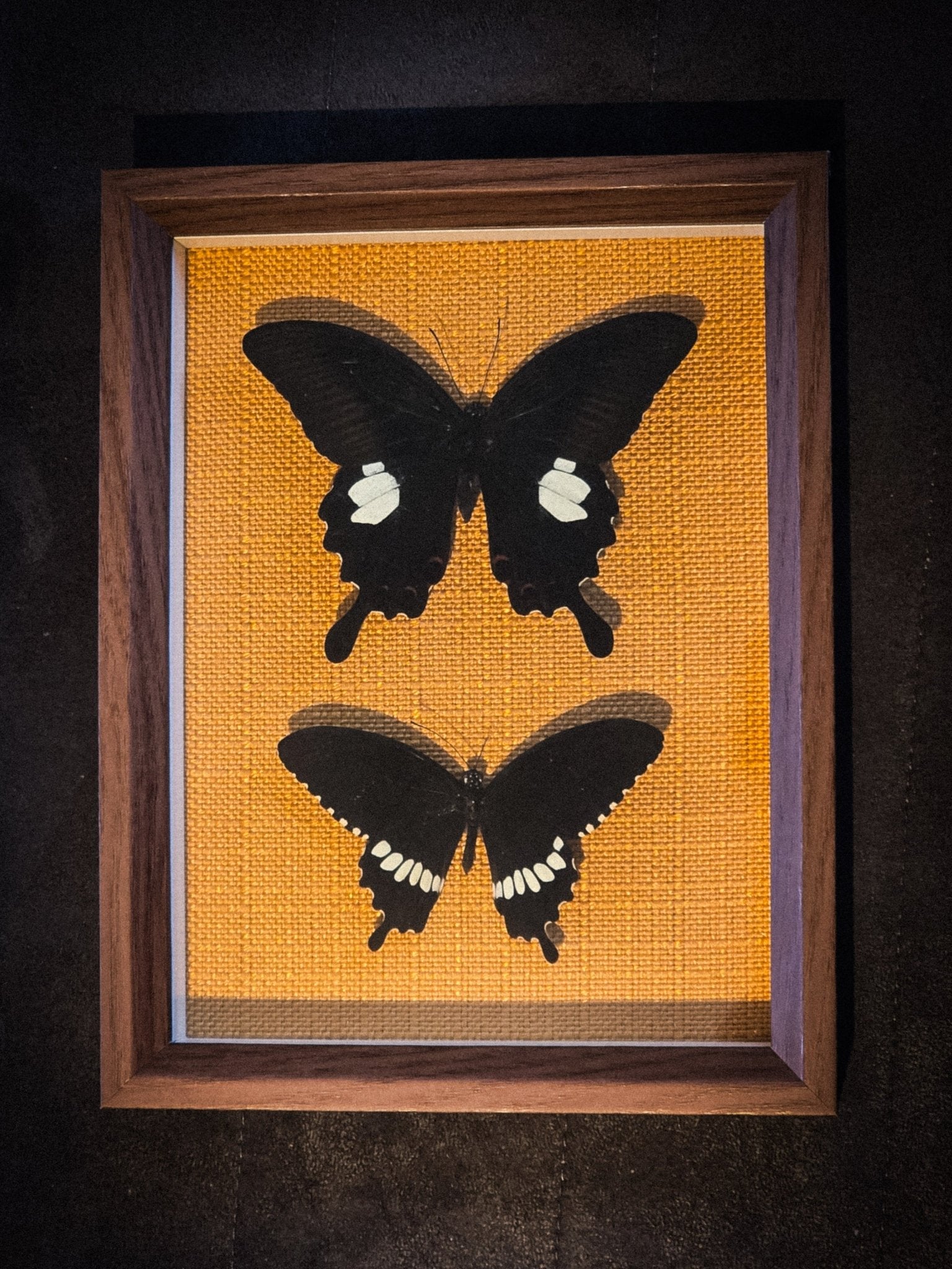 Papilio helenus &amp; Papilio polytes in diepe Kader met Gele Achtergrond - Opgezette Werelden