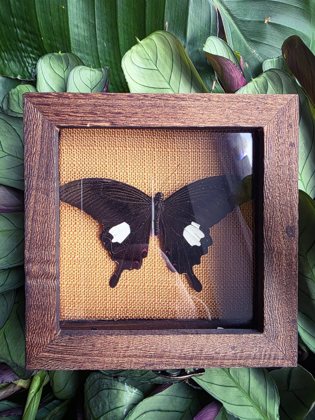 Papilio helenus in opberg kader met gele achtergrond - Opgezette Werelden