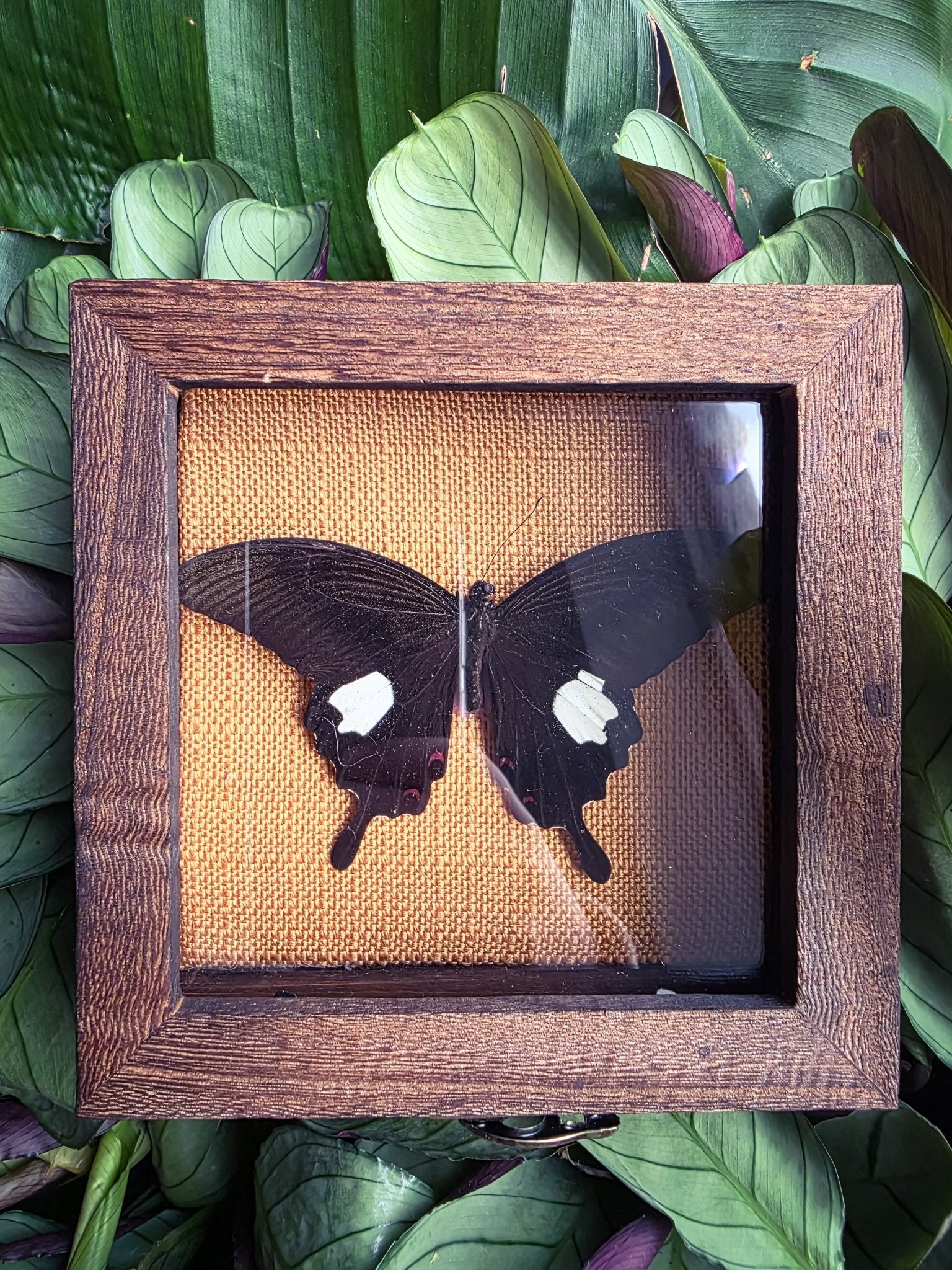 Papilio helenus in opberg kader met gele achtergrond - Opgezette Werelden