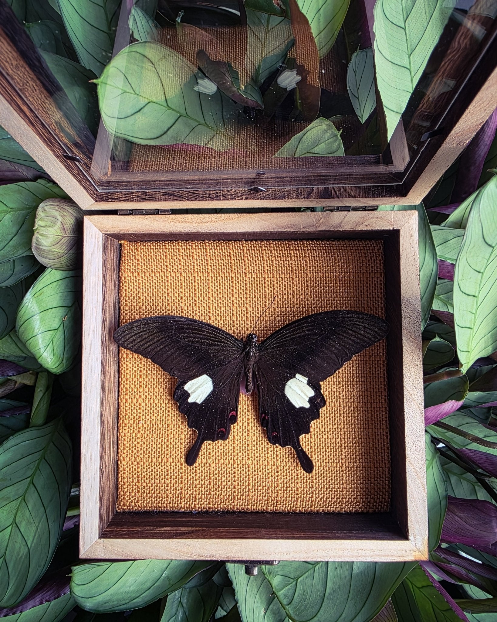 Papilio helenus in opberg kader met gele achtergrond - Opgezette Werelden