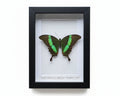 Papilio palinurus daedalus vlinder in kader - Opgezette Werelden