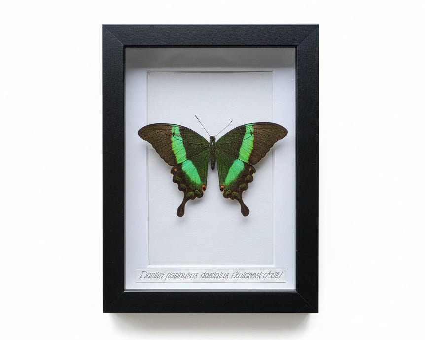Papilio palinurus daedalus vlinder in kader - Opgezette Werelden