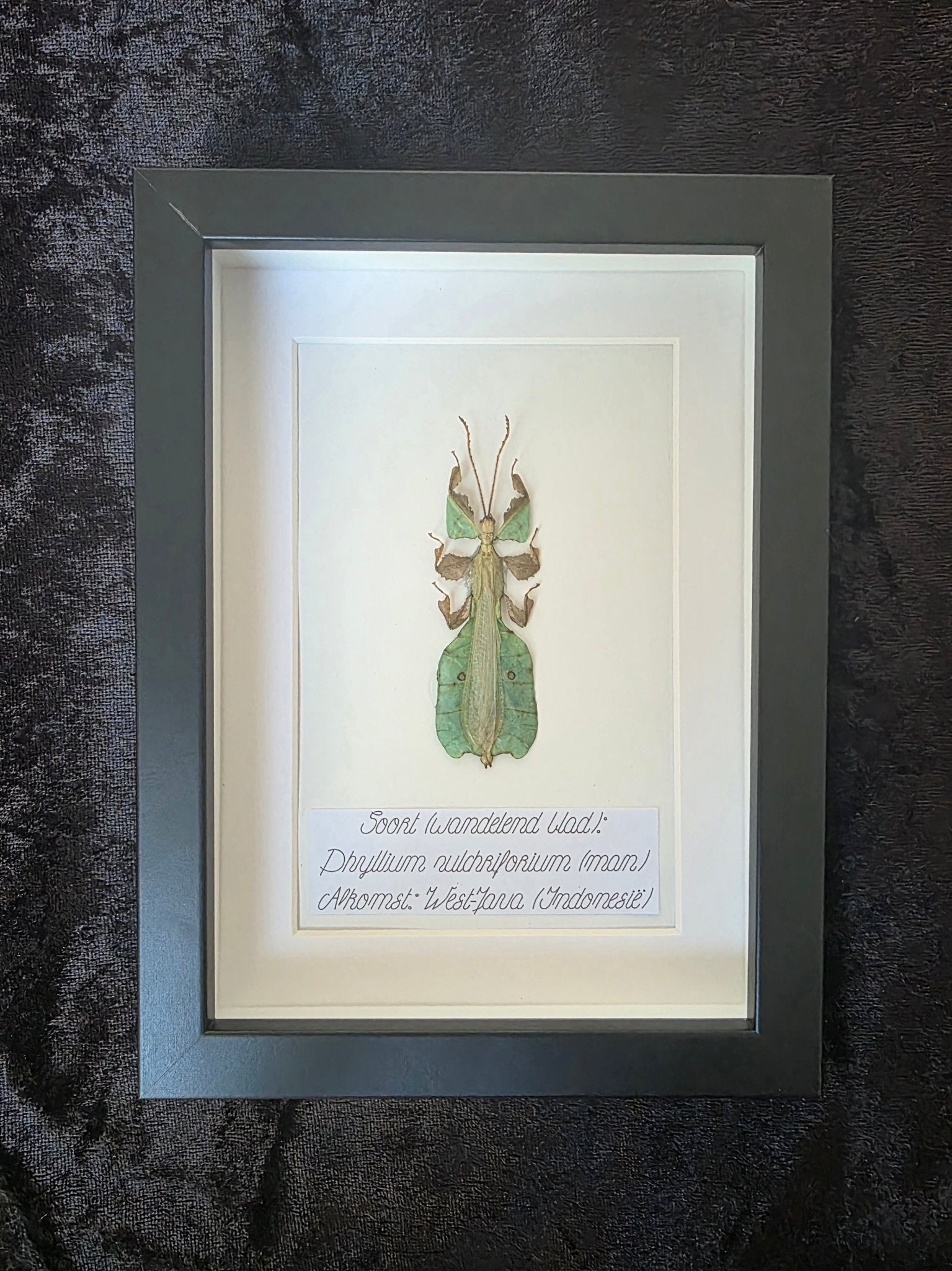 Phyllium pulchrifolium (Wandelend Blad) Mannetje – Zwarte Kader met Witte Achtergrond - Opgezette Werelden