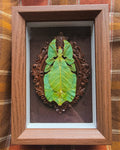 Phyllium pulchrifolium - Wandelend Blad vrouwtje in Art Nouveau Kader - Opgezette Werelden