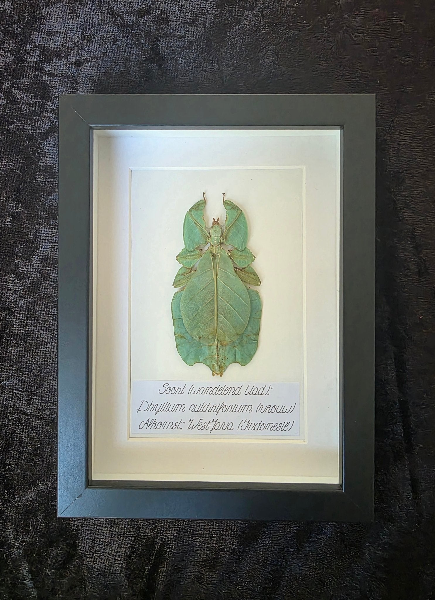Phyllium pulchrifolium (Wandelend Blad) Vrouwtje – Zwarte Kader met Witte Achtergrond - Opgezette Werelden