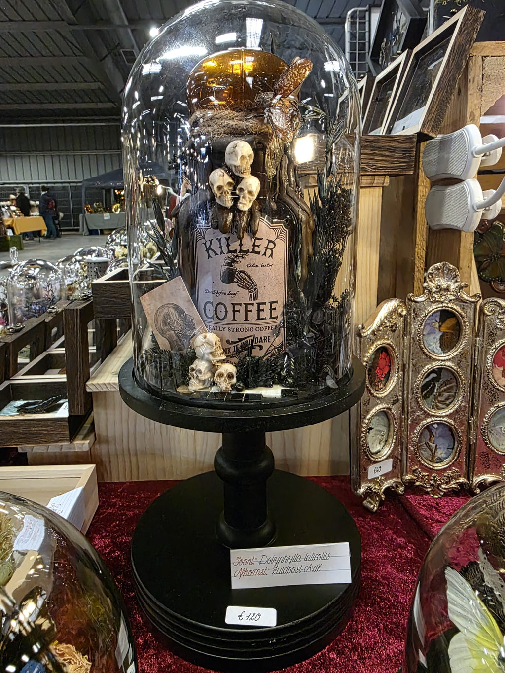 Polyphylla laticollis kevers 'Killer Coffee' in glazen stolp - Opgezette Werelden