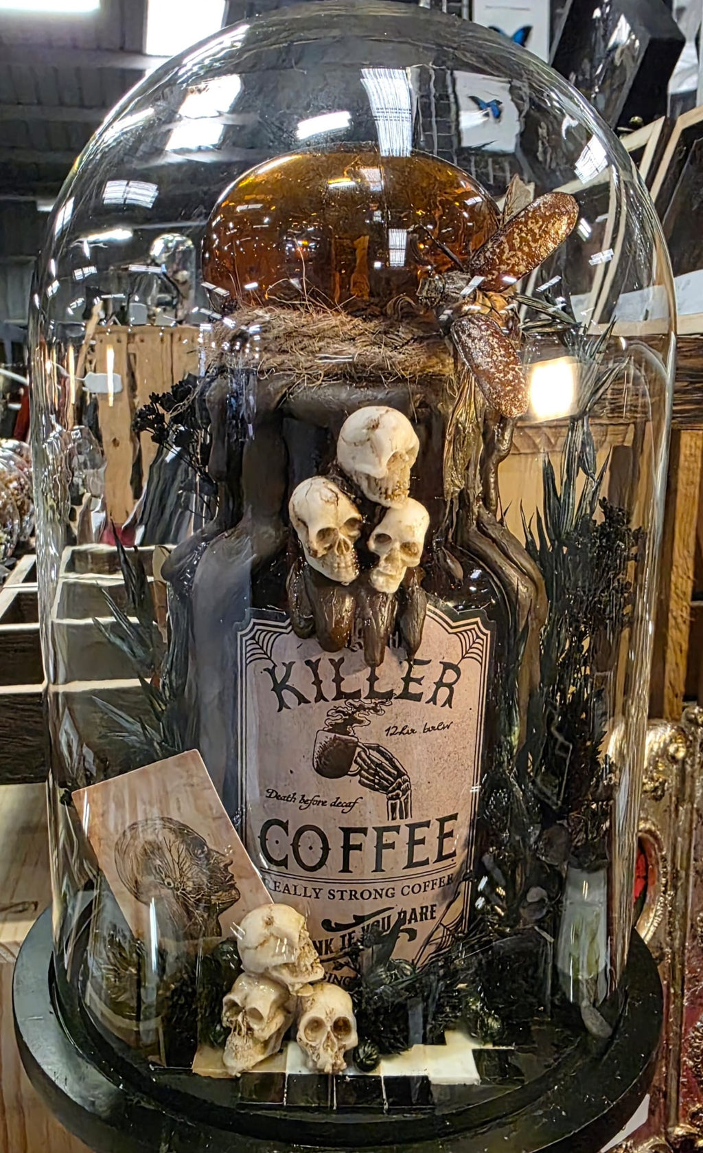 Polyphylla laticollis kevers 'Killer Coffee' in glazen stolp - Opgezette Werelden