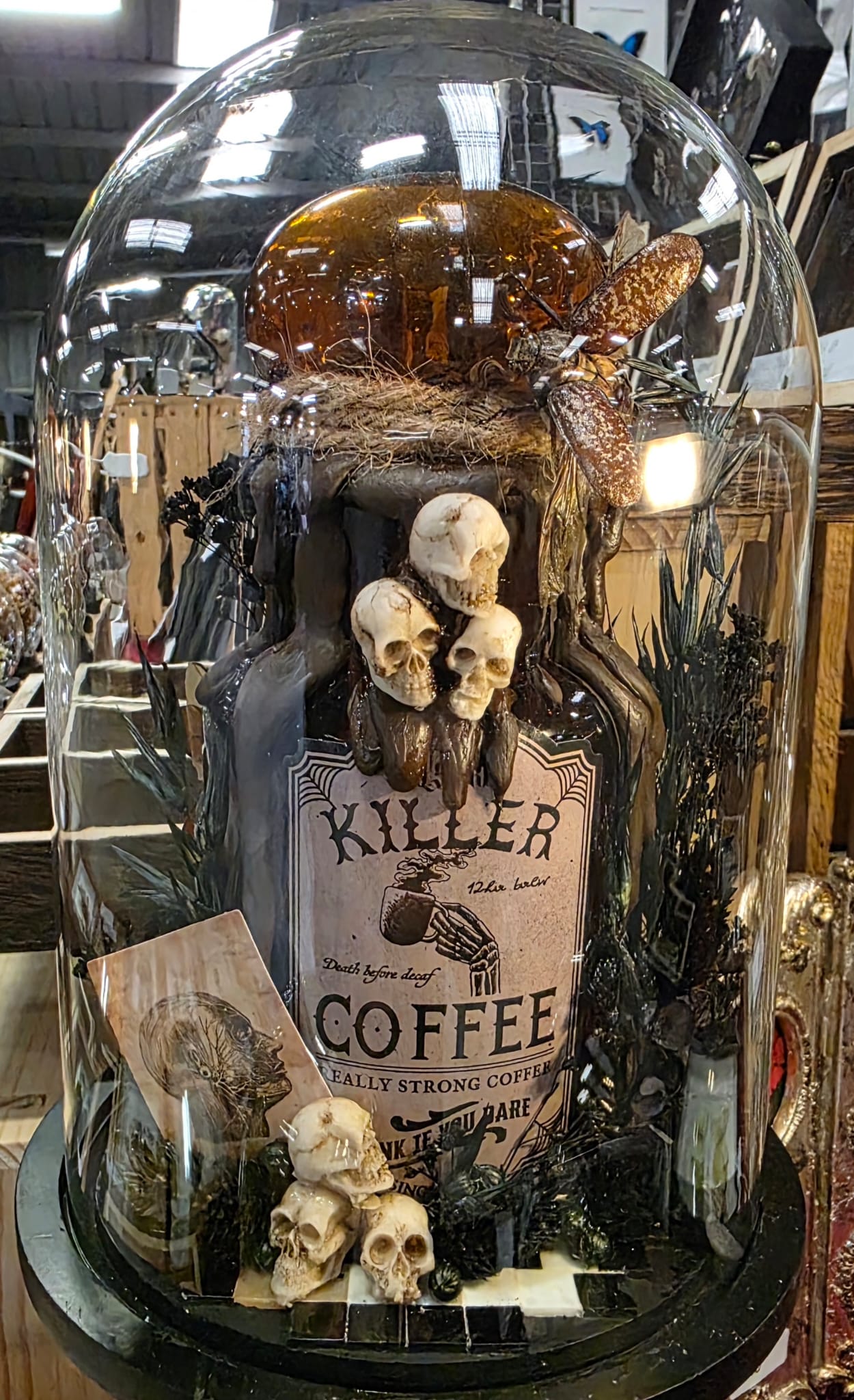 Polyphylla laticollis kevers 'Killer Coffee' in glazen stolp - Opgezette Werelden