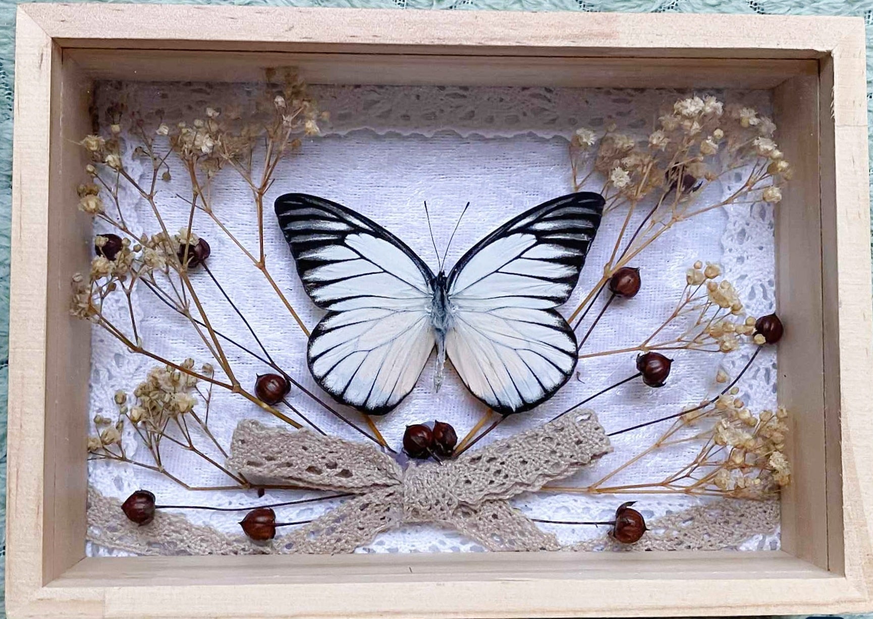 Prioneris philonome met droogbloemen in kader - Opgezette Werelden