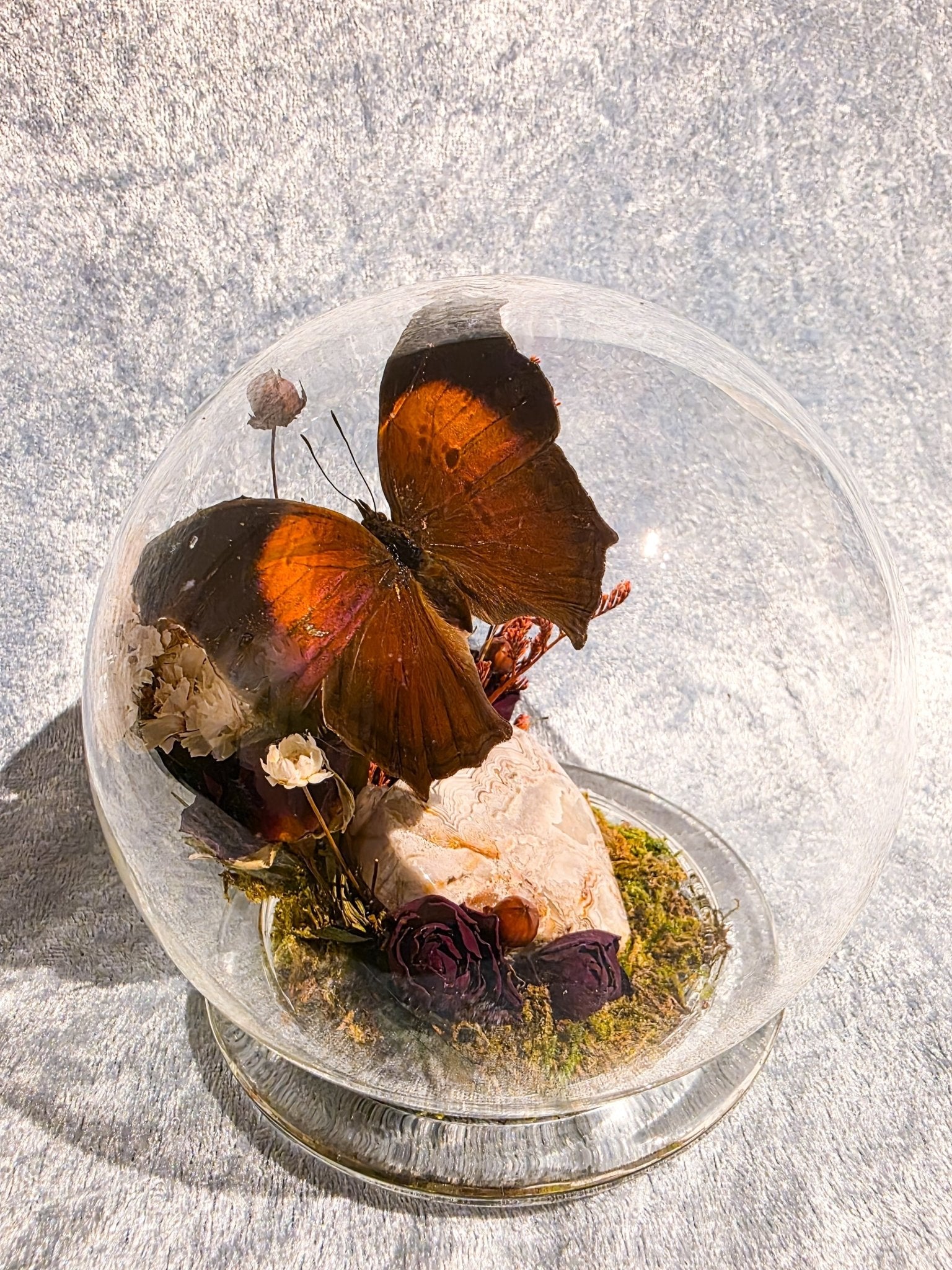 Salamis cacta met mexican lace agate hart in bol stolp - Opgezette Werelden