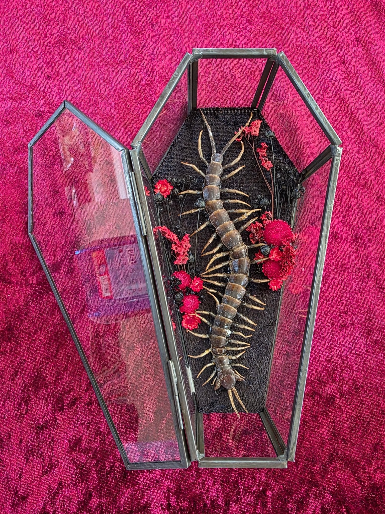 Scolopendra piceoflava duizendpoot in doodskist stolp - Opgezette Werelden