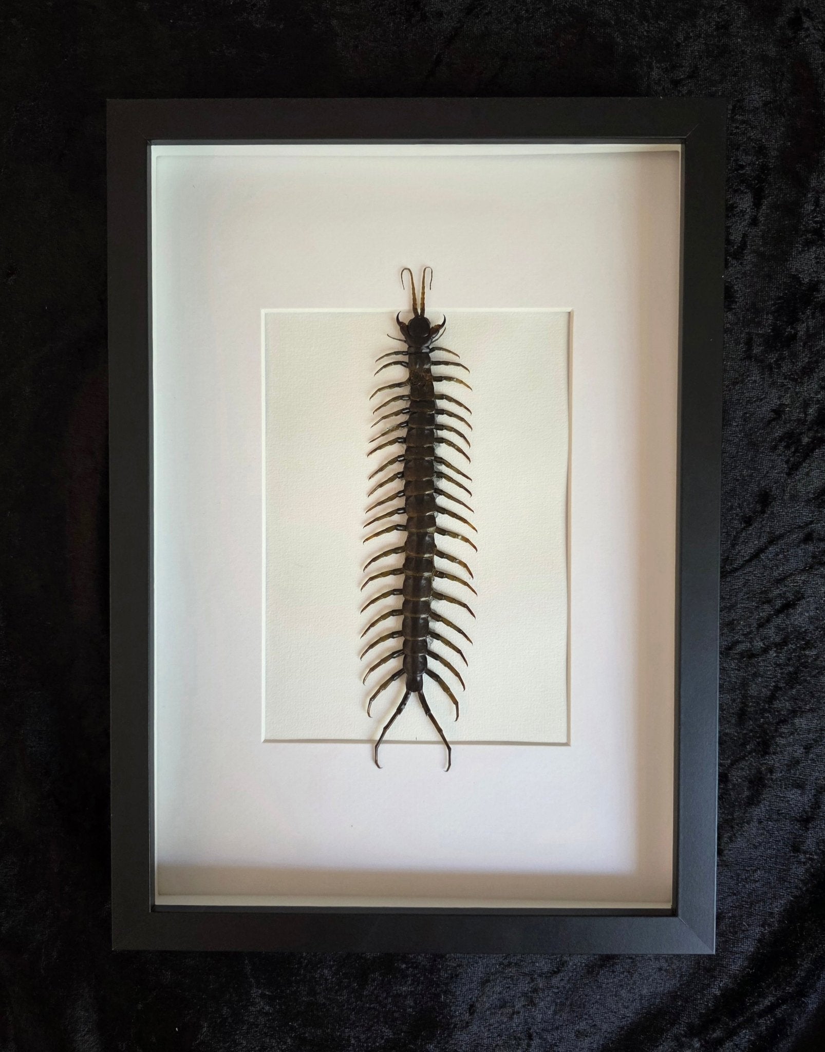 Scolopendra piceoflava – Reuzenduizendpoot in Kader met Witte Achtergrond - Opgezette Werelden