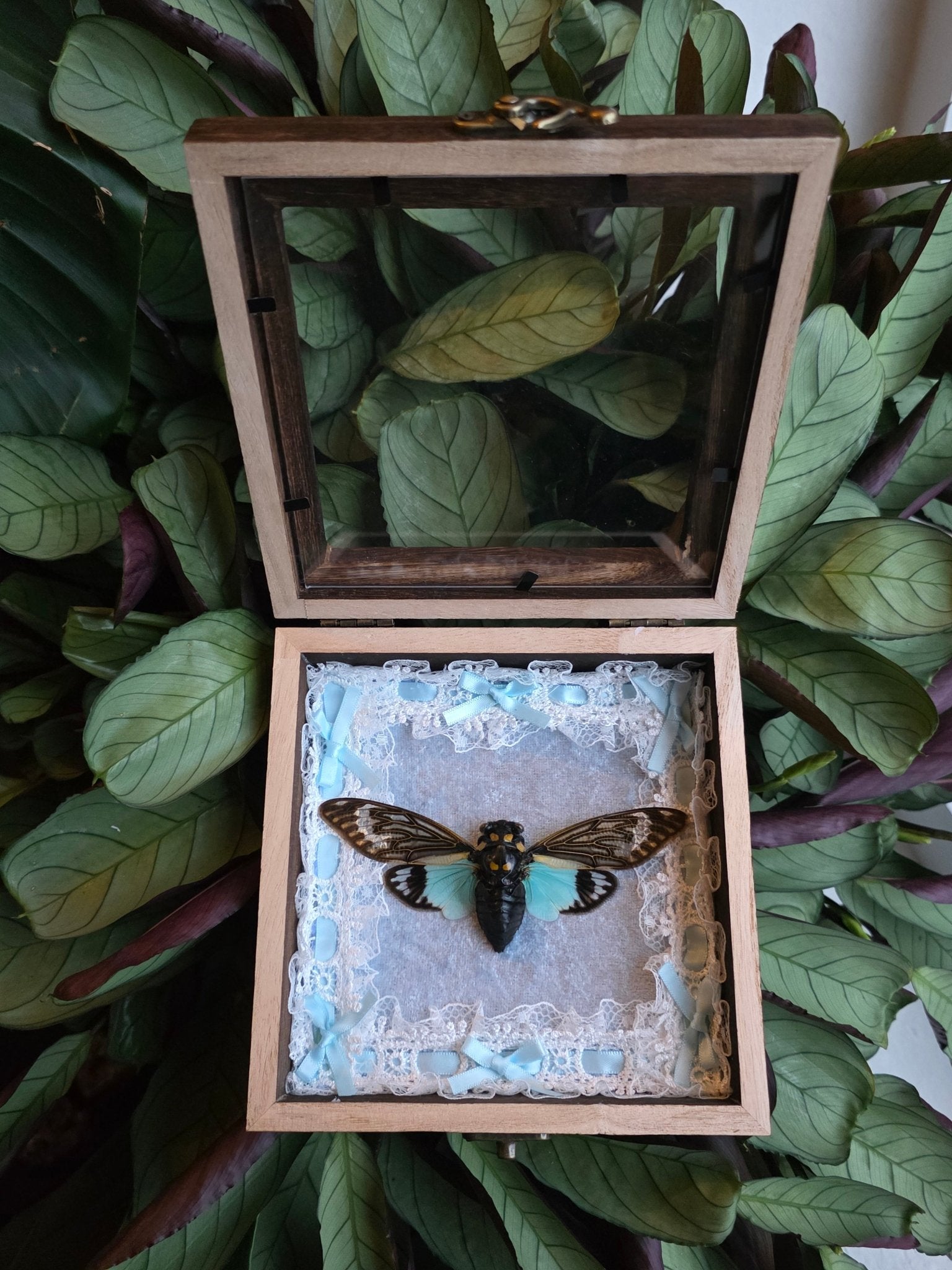 Tosena splendida blauwe cicade in opbergkader afgewerkt met lichtblauw fluweel, kant en strikjes - Opgezette Werelden