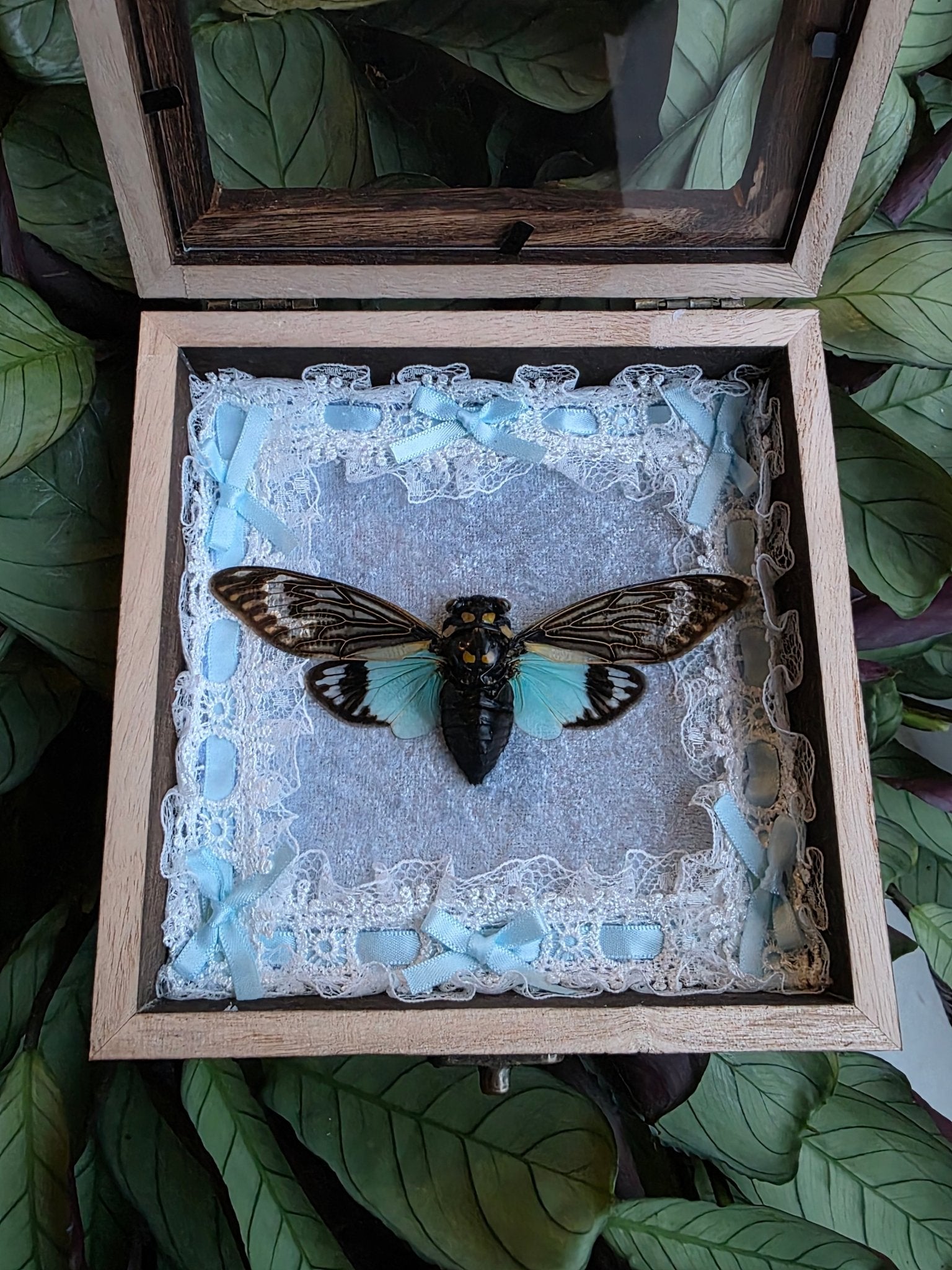 Tosena splendida blauwe cicade in opbergkader afgewerkt met lichtblauw fluweel, kant en strikjes - Opgezette Werelden