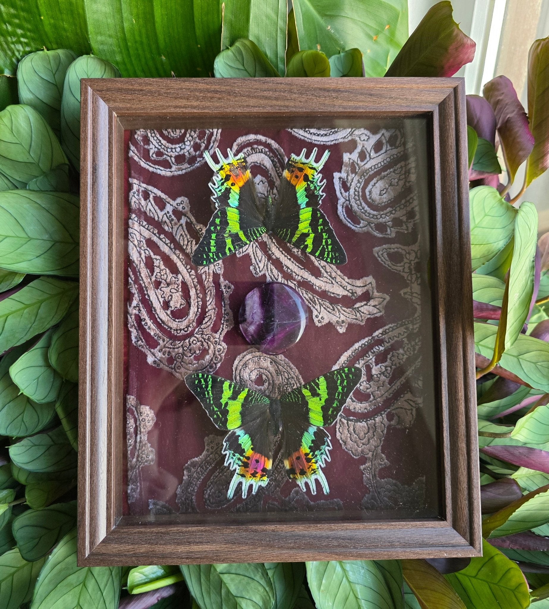 Urania ripheus motten met fluoriet schijf in kader bekleed met rode stof - Opgezette Werelden