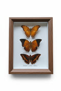 Vindula dejone, Charaxes bernardus en Charaxes cynthia vlinders in kader - Opgezette Werelden