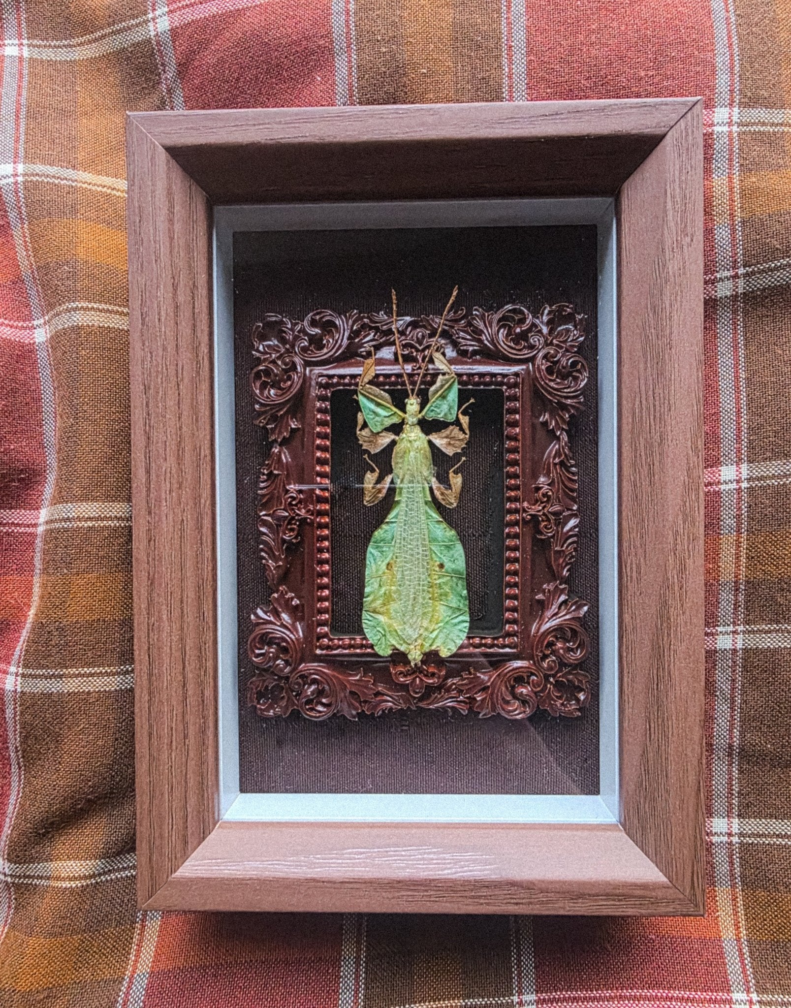 Wandelend Blad in Art Nouveau Kader – Phyllium pulchrifolium (Mannetje) - Opgezette Werelden