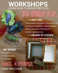 Workshop kevers prepareren / opzetten 22/08/2026 16:00 tot 19:00 uur - Opgezette Werelden